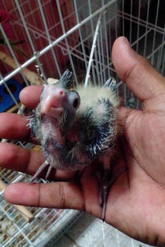 IMG_20160119_200908.thumb.jpg.a84324f90c