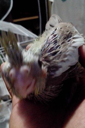 IMG_20160128_203803.thumb.jpg.d25e125908