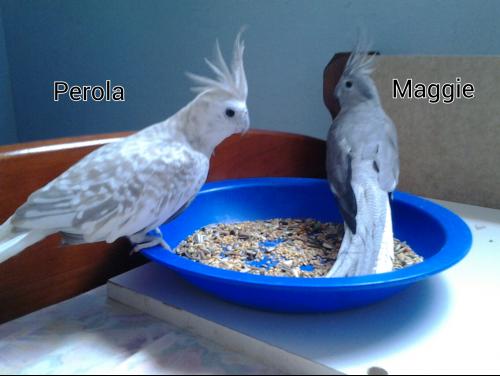 PhotoGrid_1452098100151.thumb.jpg.1512bb