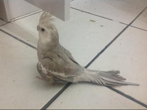image.jpeg