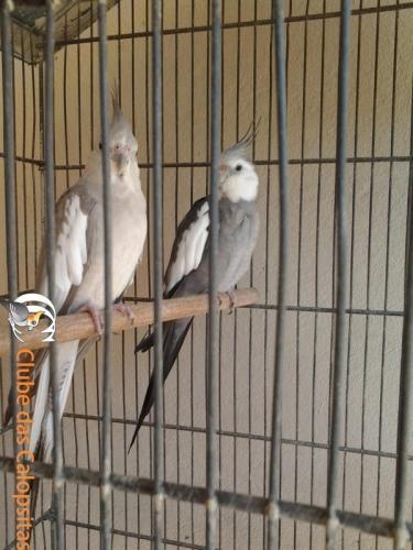 v969.thumb.jpg.b76c0f6c7dc573d4a406c398c