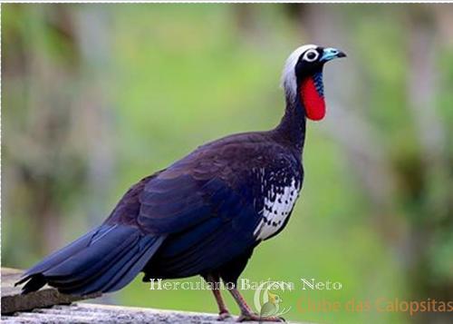 1-jacutinga.thumb.jpg.6a0c656b4e69e637d5