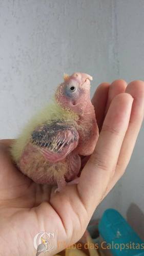 12713908_573484312802514_547727202_n.thu