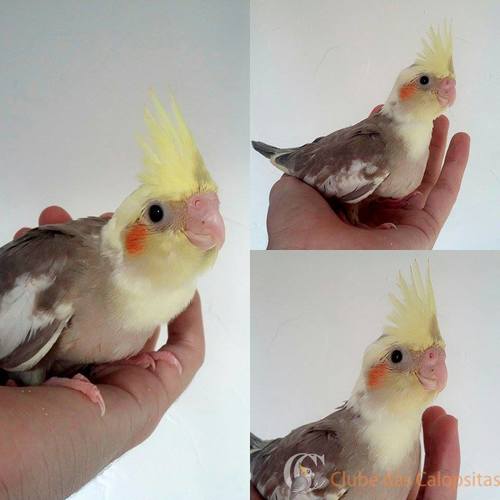 12788125_578987308918881_1084161966_n.th