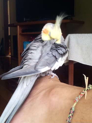 20151212_173931.thumb.jpg.95a404c523ab2d