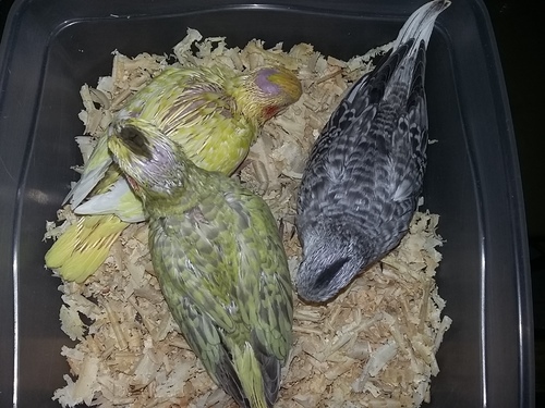 20160201_214949.thumb.jpg.fdbdae01ecfafe