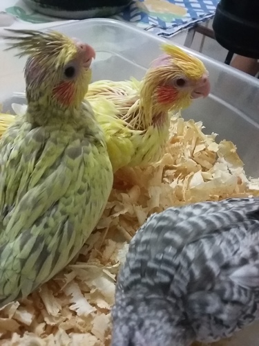 20160201_215010.thumb.jpg.d45f728025d487