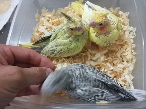 20160201_215026.thumb.jpg.edc4fe9f1f2a12