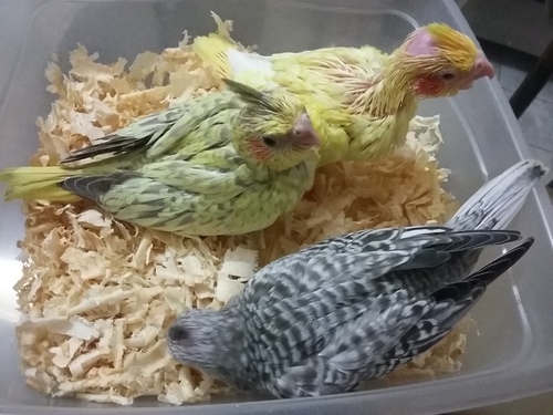 20160201_215105.thumb.jpg.e239bf842e3b5e