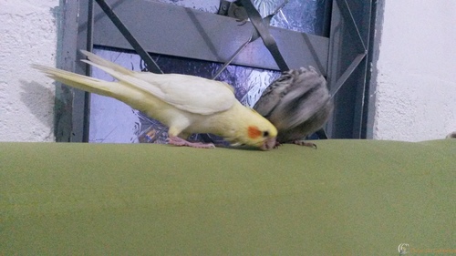 20160210_195404.thumb.jpg.7c72d36aa04f43