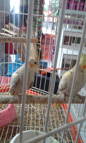 20160216_183416.thumb.jpg.33f3898a563284