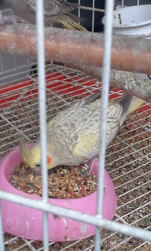 20160216_183649.thumb.jpg.d70f02254a7176