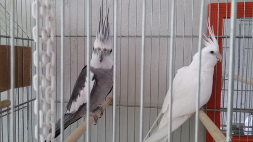 20160229_114326.thumb.jpg.e4d93e94cd6ab7