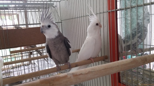 20160229_114525.thumb.jpg.b051a73504e211