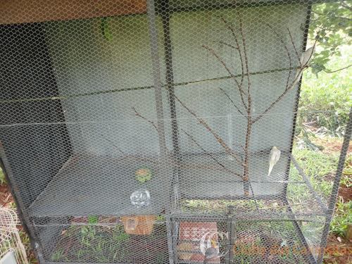 56bcd536c6451_Viveiro1.thumb.jpg.db4b721