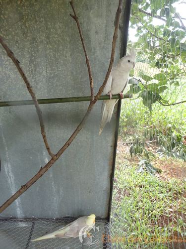 56bcd5734f4c7_Viveiro2.thumb.jpg.c0e9ecb