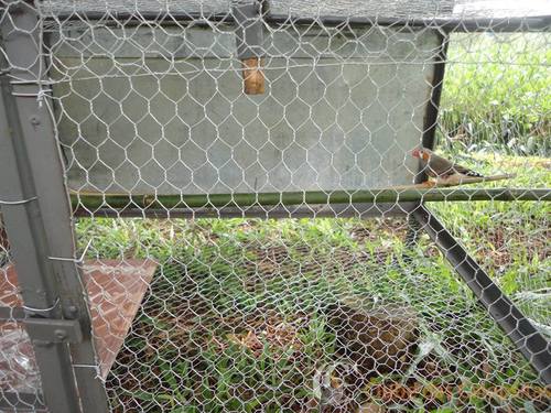 56bcd5dc21736_Viveiro3.thumb.jpg.6f7e9b1