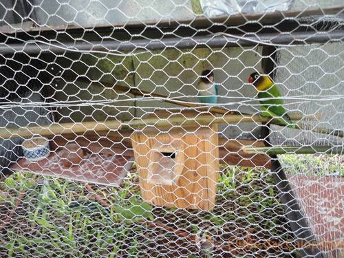 56bcd64072306_Viveiroquatro.thumb.jpg.e4