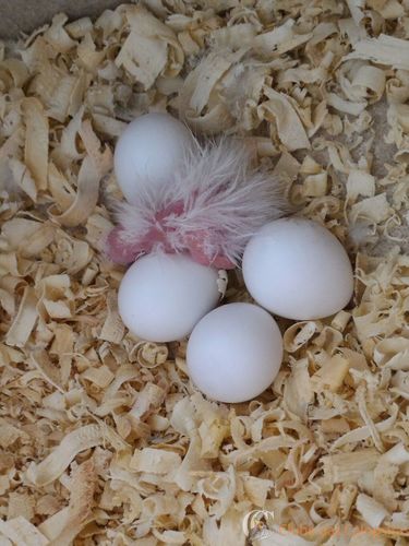 primeiro filhote.jpg