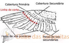 corte das asas.jpg
