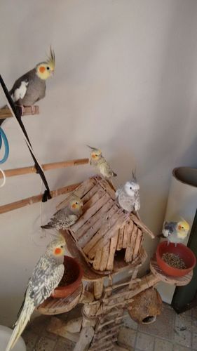 IMG-20151204-WA0012.thumb.jpg.64592de428