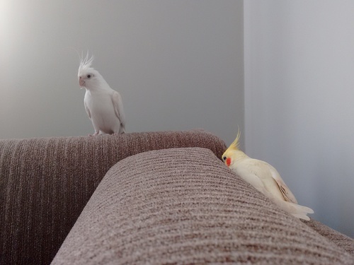 IMG_20160202_090826787.thumb.jpg.9e6dc7e