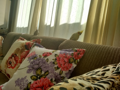 IMG_20160202_090949901_HDR.thumb.jpg.463