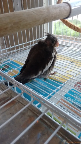 IMG_20160211_072943706.thumb.jpg.7035d1a