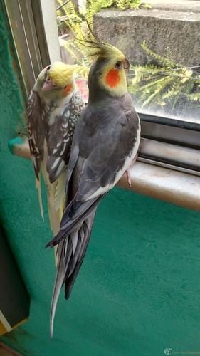 IMG_20160222_141813535_HDR.thumb.jpg.462