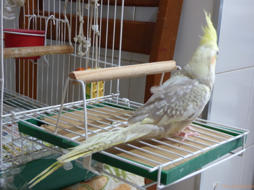 P1020578.thumb.JPG.b0b17f440dd549bf480c9