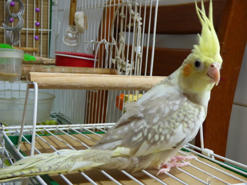 P1020580.thumb.JPG.b036d4f3d619893614d9b