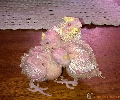 WP_20160223_003.thumb.jpg.faf03ede8e6b4e