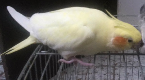 nica.thumb.jpg.da37ff3d90f3a10c1695c7b44