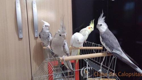 12804264_966188836782823_1035603162_n.th