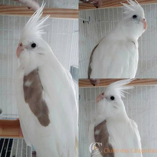 1934210_472791356250197_7324592695470950