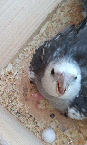 20160313_155136.thumb.jpg.574d60363cef44