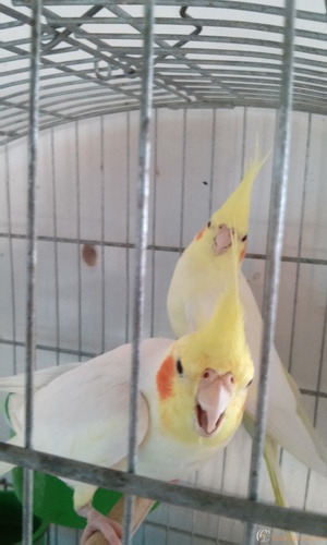 20160313_155221.thumb.jpg.a3a81b32876e6b