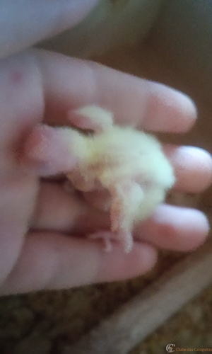 20160317_064935.thumb.jpg.b9da3efc6653c7