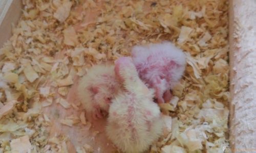 20160317_094921.thumb.jpg.bf12153a05d0bf