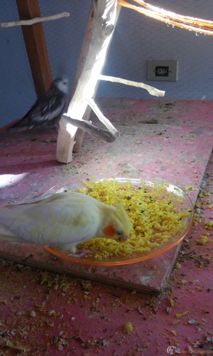 20160318_082147.thumb.jpg.96a69b7c0ff565