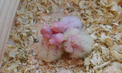 20160318_110837.thumb.jpg.cce2d84b33d0a7