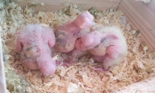 20160322_120353.thumb.jpg.407d2d24588a2b