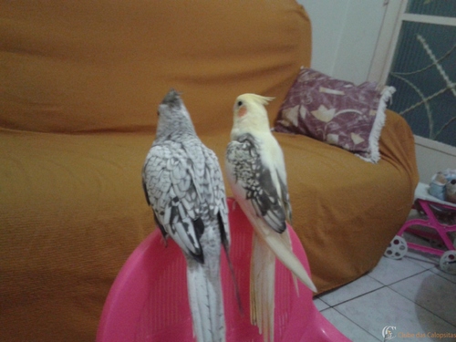 20160322_175307.thumb.jpg.13ab7ab2dba14b