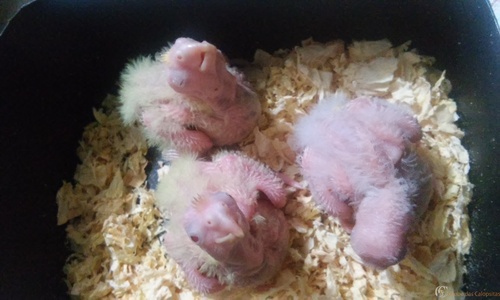 20160323_201541.thumb.jpg.494f038d35492f