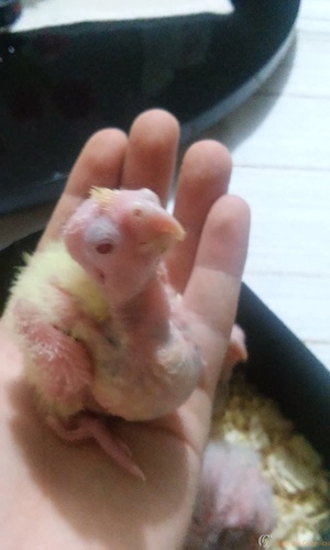 20160323_201646.thumb.jpg.e50d0ef67bcd4c