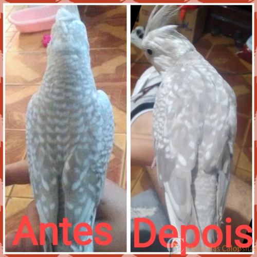 56e06b1e58ef0_CriadordeColagens_YC5GcF.t