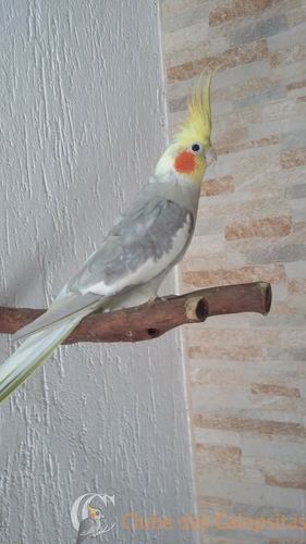 56e0cf4f4d998_Matrizes1(2).thumb.jpg.388