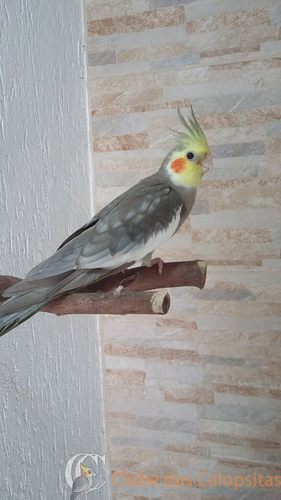 56e0cf5cd33e2_Matrizes13(2).thumb.jpg.69