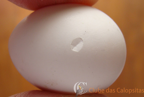 Choco e eclosão de ovos ; calopsita (02) - Psita Online - www.psitaonline.blogspot.com.jpg