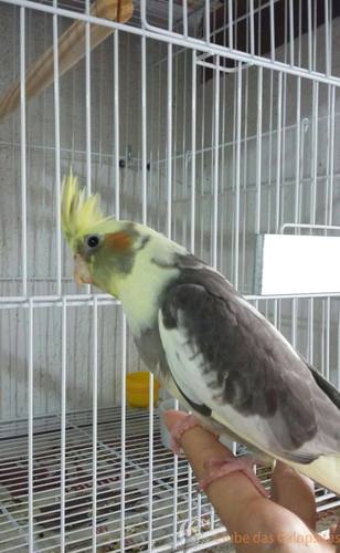 56e5f82c27462_ArlequimPort.CB(1).thumb.j